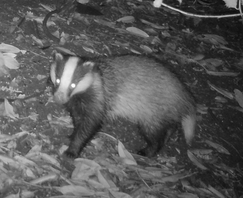 Night Time image of Badger