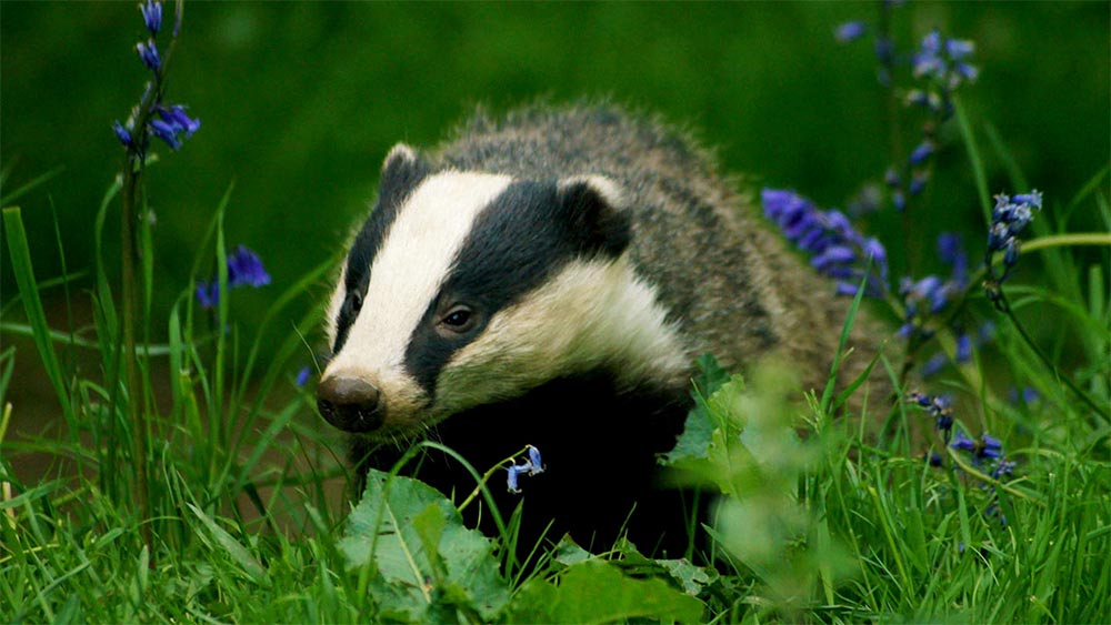 European Badger