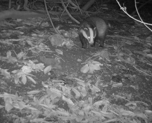 Images of Badgers at night